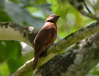 Rufous Flycatcher-Thrush, Neocossyphus fraseri