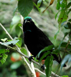 paradise riflebird bird birds ptiloris flying victoria growling normal animal victoriae australia sharpe bowdler richard missosology concern conservation least status