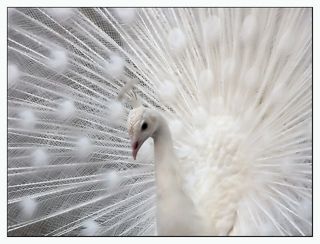 White Peacock | Wallpaper Zoom