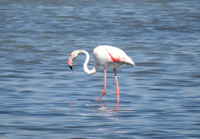 Greater Flamingo - Spain