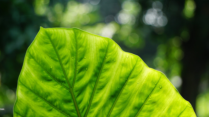 Greenish Beauty from Nature