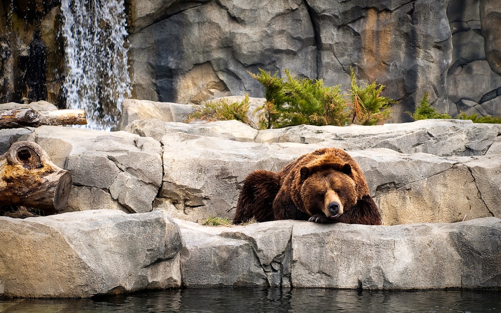 Bruine beer op een rots Wallpaper met een bruine beer in een dierentuin