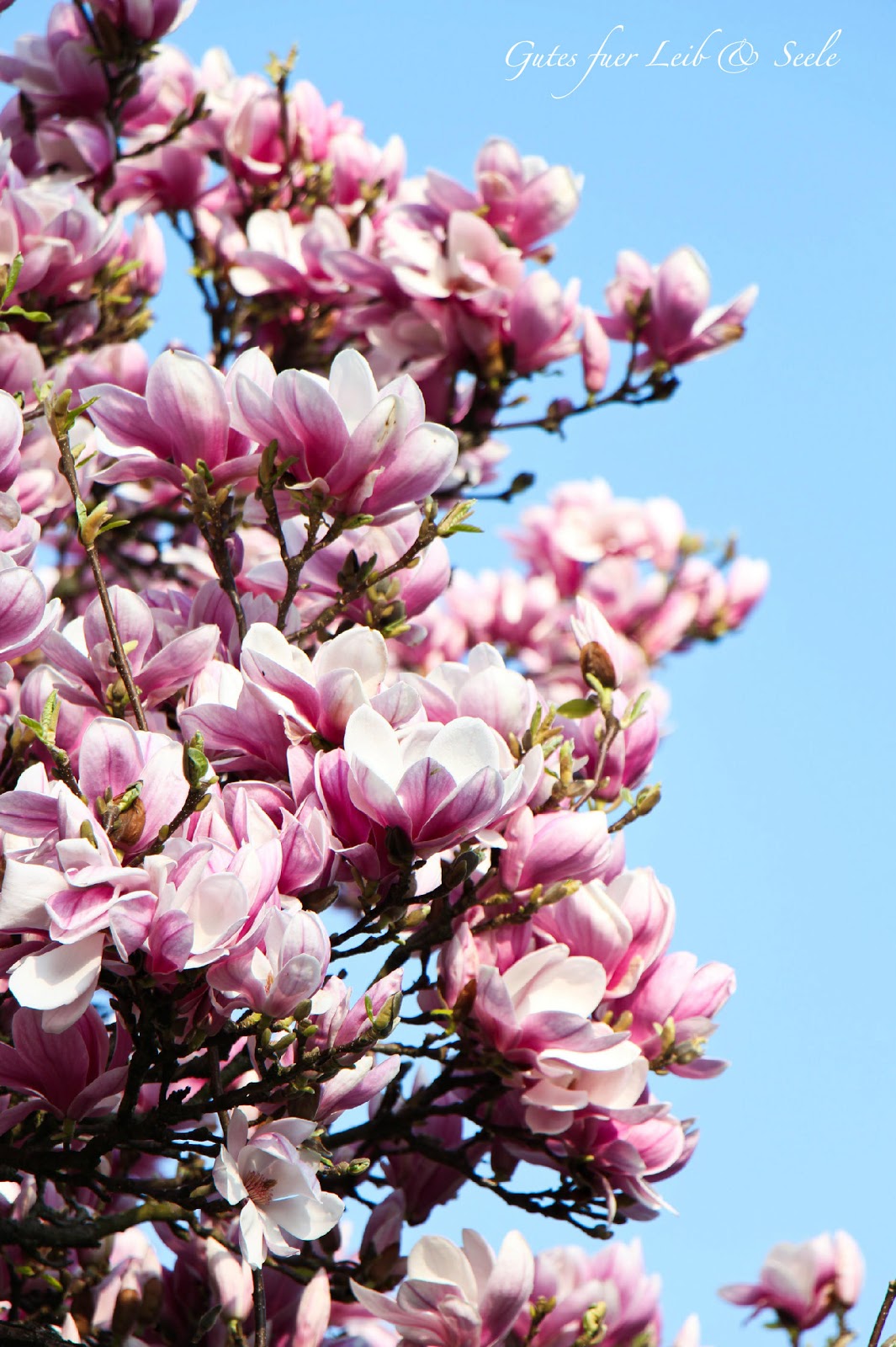 Gutes für Leib & Seele: Flammkuchen mit Ziegenfrischkäse, getrockneten ... Gutes für Leib & Seele: Flammkuchen mit Ziegenfrischkäse, getrockneten ...