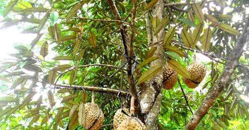 Image Result For Cara Bisnis Buah Durian Image Result For Cara Bisnis Buah Durian