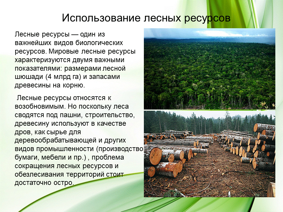 Лесных ресурсов. Биологические ресурсы Лесные. Запасы леса.