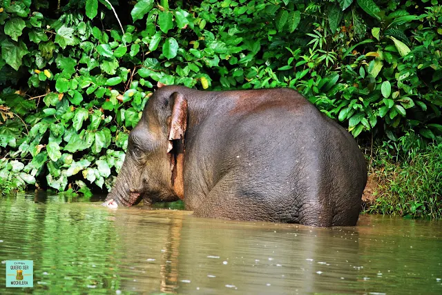 Elefante pigmeo en Sungai Kinabatangan, Borneo (Malaysia)