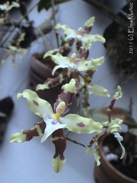 Oncidium Aurarium