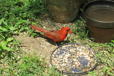 Mr. Cardinal, Today, May 28, 2016, 12:22:39 PM