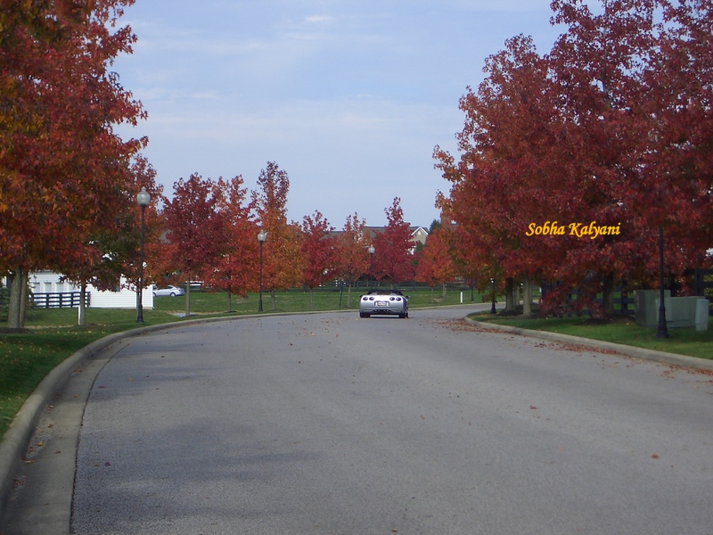 The Beauty of Fall Foliage in Columbus, Ohio.