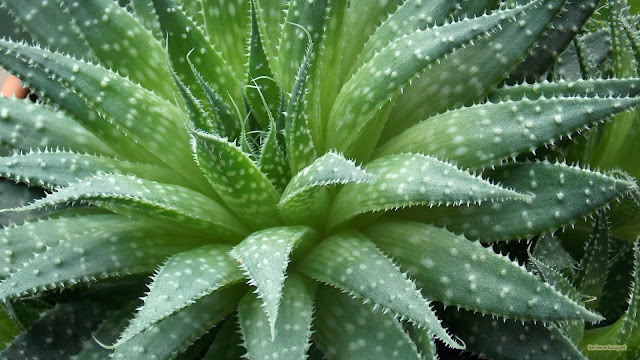 Bladeren van een Aloe Vera plant