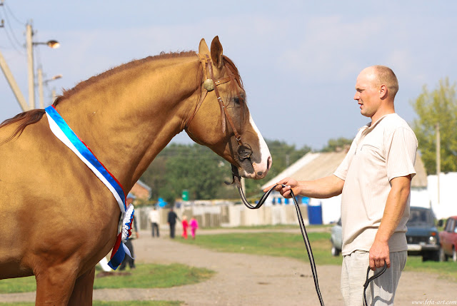 don+stallion+Gabarit..++...jpg