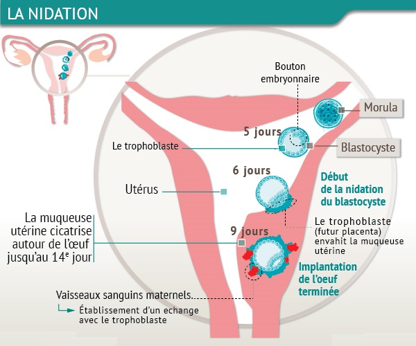 Comme les helminthes vivent dans lorganisme