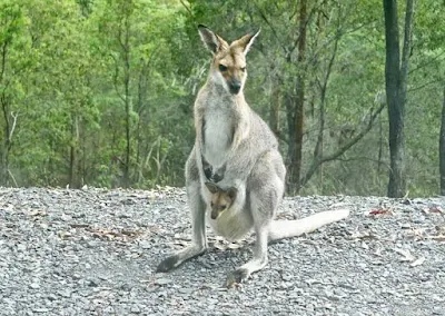 Kangaroos typically Australian animals picture