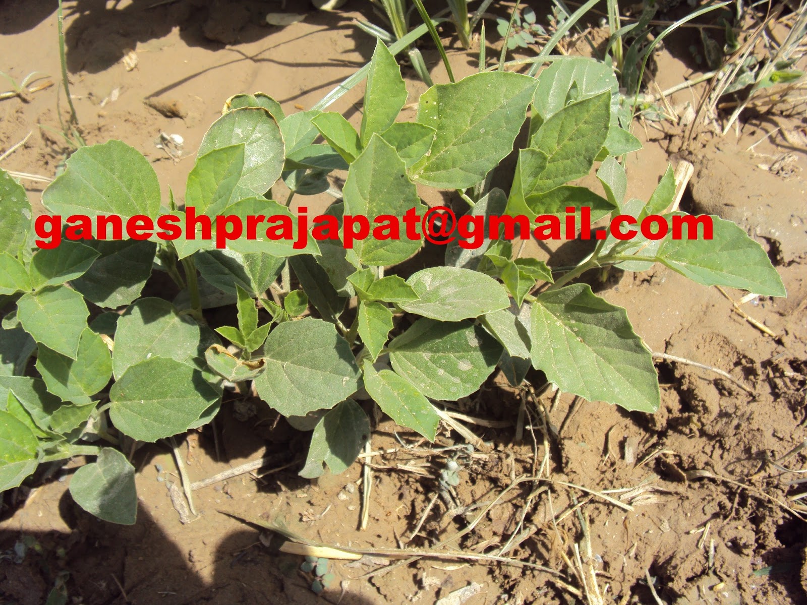 GUAR GUM INFORMATION AND GUAR GUM CULTIVATION IN INDIA Guar ( Gum ) Cultivation and Its Importance.