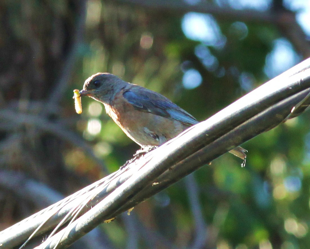 Intense Grief During the Holidays