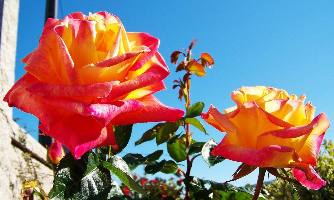 Banco de Imágenes Gratis: 20 fotos de flores para ver, disfrutar y  compartir en Facebook