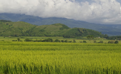 sawah di manggarai flores Indonesia sawah di manggarai flores Indonesia