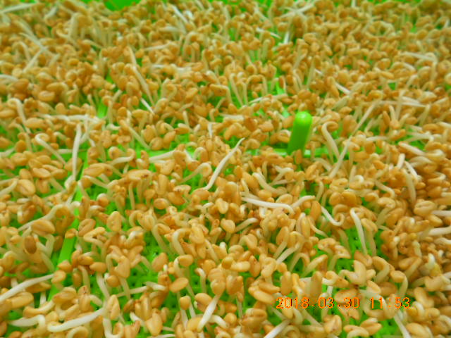 ��Ī��,��Ī�گ�,fenugreek,fenugreek-seeds,�����l,��Ī�ڽ��n,��Ī�ڬ�\��,��Ī�گ��\��,��Ī�ڵo����,��Ī�ڬ�