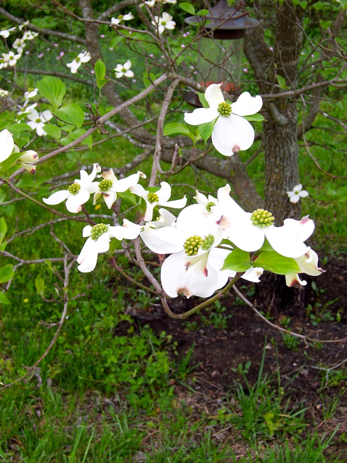 Samplings from Spring Creek Dogwood Winter