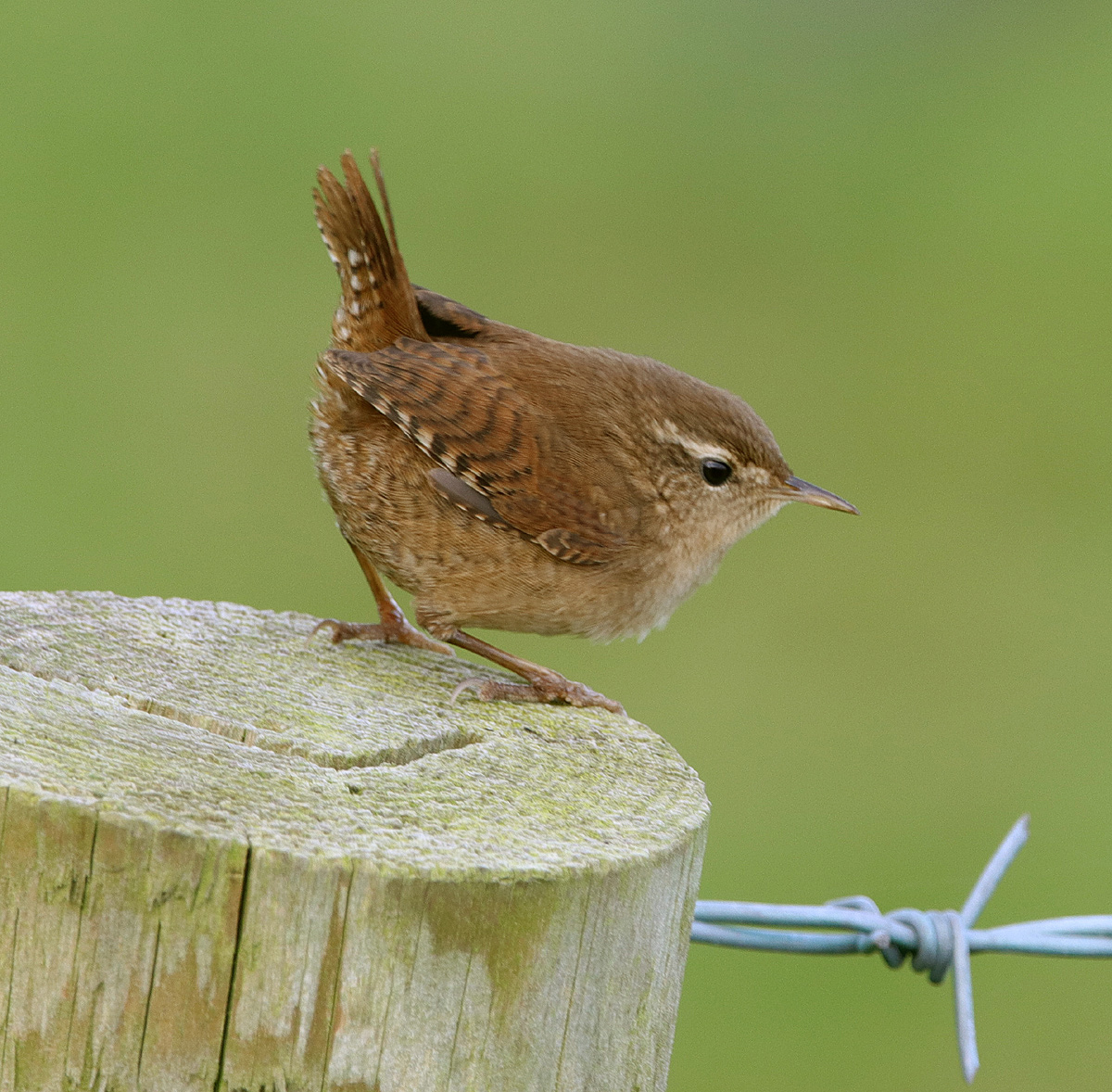 wrens latin singles If you come across a noisy, hyperactive little bird with bold white eyebrows, flicking its long tail as it hops from branch to branch, you may have spotted a bewick’s wren. wrens latin singles If you come across a noisy, hyperactive little bird with bold white eyebrows, flicking its long tail as it hops from branch to branch, you may have spotted a bewick’s wren.