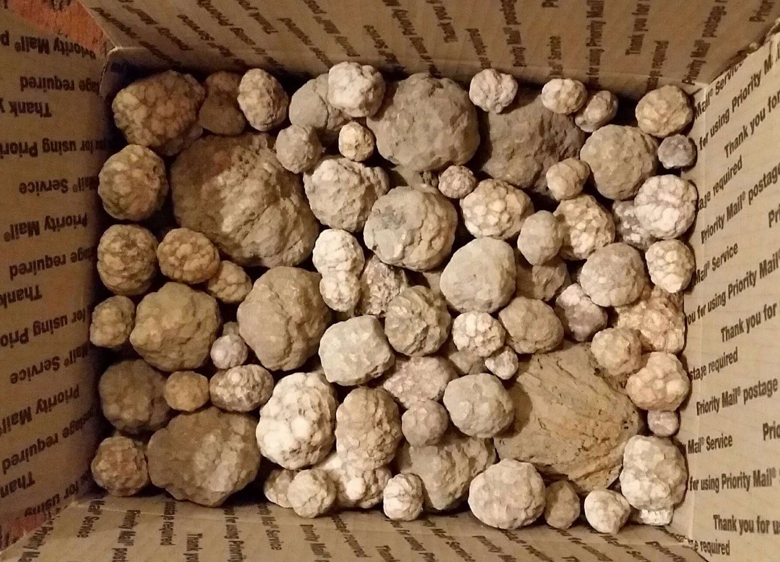 Zookeeper Fossils More Arizona Geode Tour 2016!