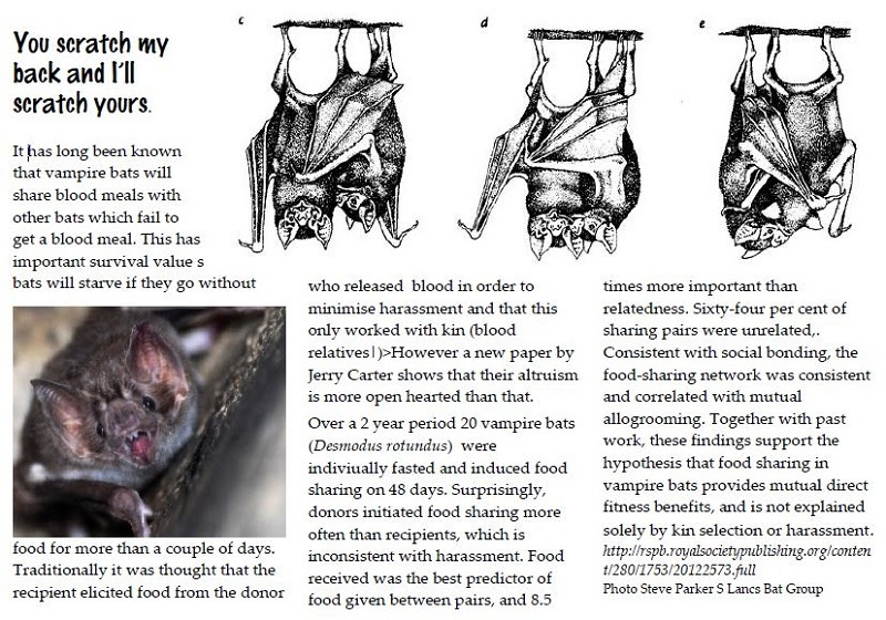 Food sharing in vampire bats