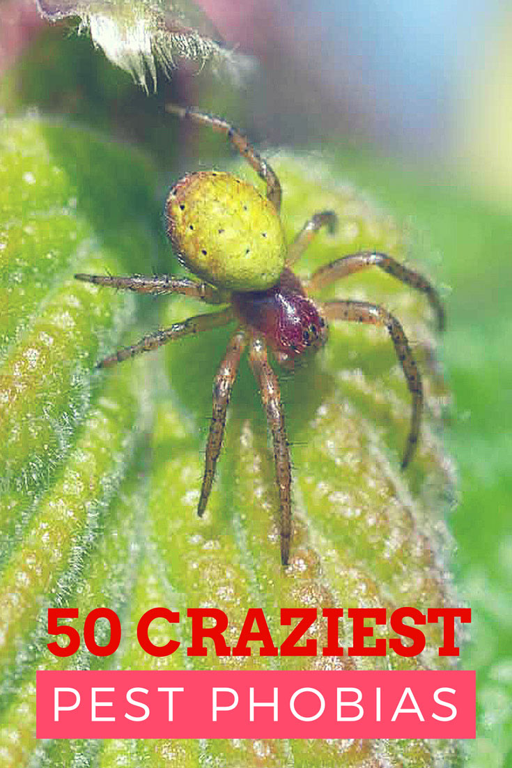 Top 50 Pest Related Phobias
