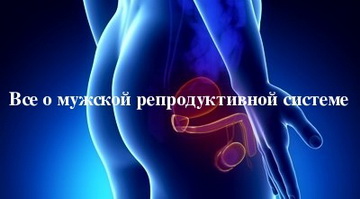 Мужская репродуктивная система repsys.ru/category/ed/vlijanije