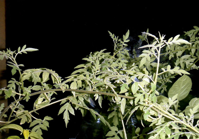 Qing Qi (Solanum septemlobum)