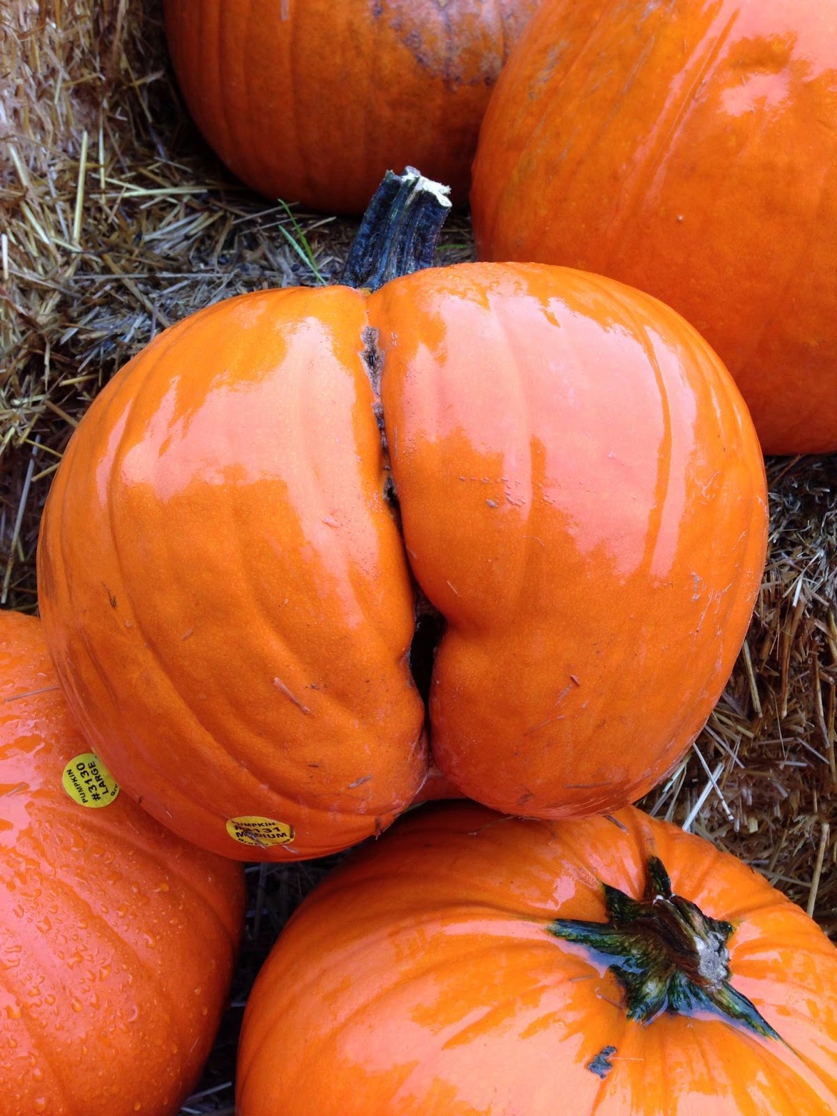 Pumpkin that looks like ass.