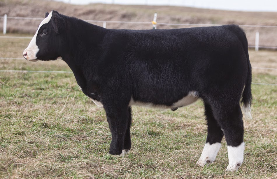 RCC Blog Smith Cattle Co