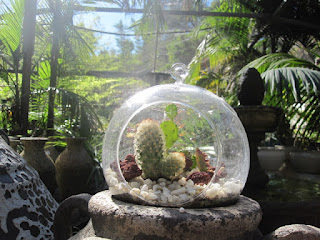 cactus landscape bubble