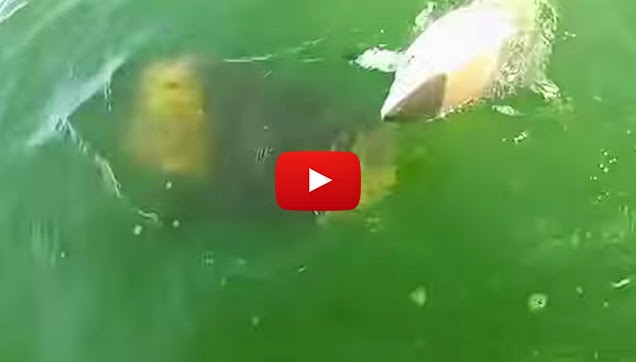 A Goliath Grouper eats 4-foot Blacktip Shark in one bite