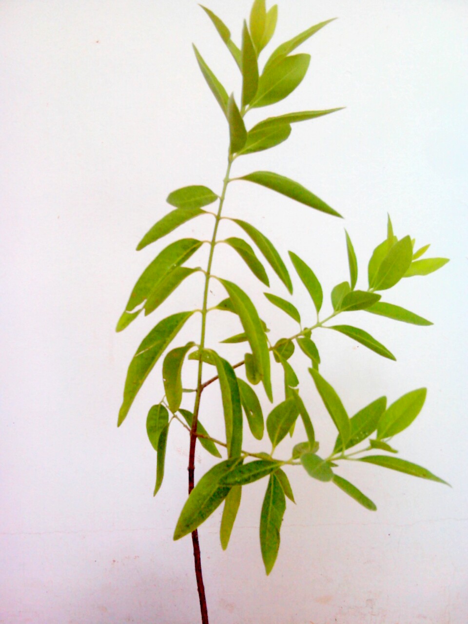 White Sandalwood Plant