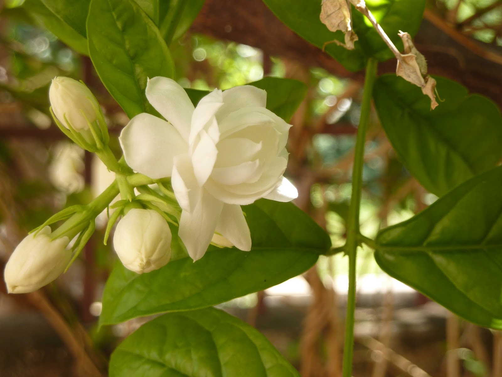 Our Edible Garden Jasmines