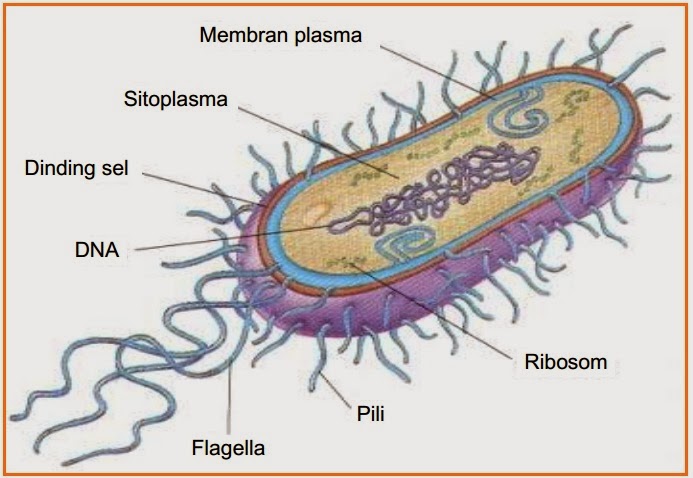 Flagel permukaan menyebar diseluruh sel bakteri disebut dengan Mengenal Dunia