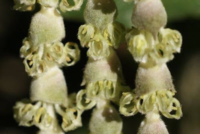 Close up image of gray Garrya elliptica catkins