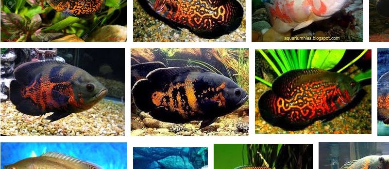Makanan Ikan Oscar yang Baik dan Cepat Besar