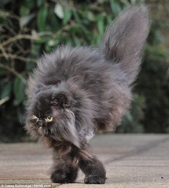 Caffrey gato persa de dos patas