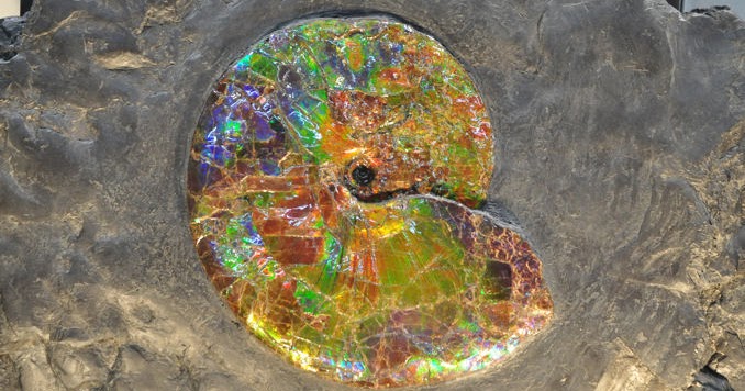 化石のオパール化 Opalised 美しい宝石になる不思議な現象 C ミライノシテン