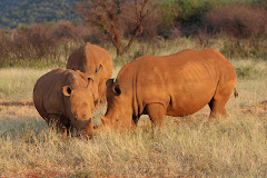 rhinos in the early morning