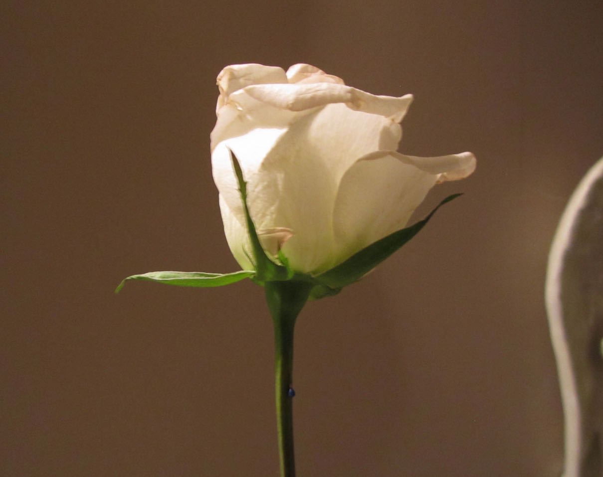 creative savv Salvaging Droopy Roses in a Bouquet Using Straight Pins