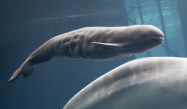 Baby Animals: Beluga - Calf 9