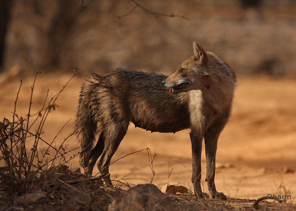 Ranthambhore Tale's..