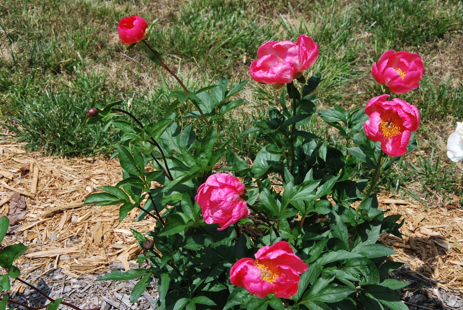 Southern Peony 2013 Peony 'Grace Root' Adventitious Bud Stem Flower