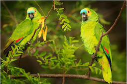 ببغاوات مدمنة تسببت في خسائر فادحة لمزارعي الافيون بالهند