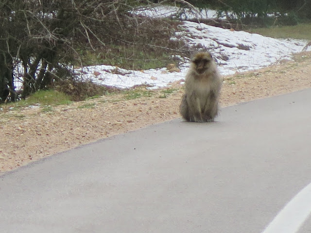 Monos hacia Oum Er-Rbia