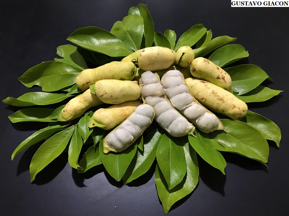 Viveiro Ciprest - Plantas Nativas e Exóticas: Ingá Mirim ( Inga laurina )