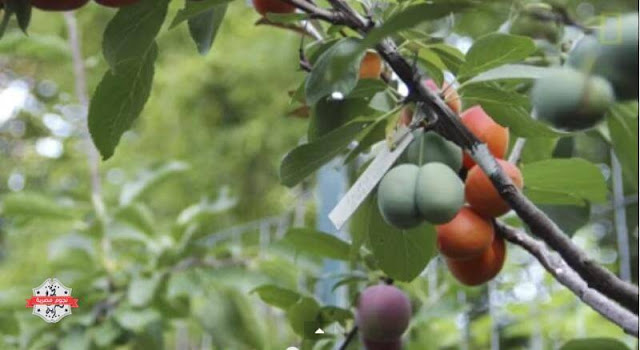 بالفيديو تعرف على الشجرة التى تنتج اربعين نوعا من الفاكهة في وقت واحد