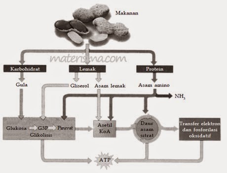 Senyawa kimia yang dihasilkan oleh katabolisme karbohidrat, lemak, dan protein yang selanjutnya mema